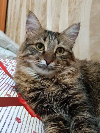 Отдам кота срочно