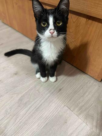 Отдам котика в добрые руки