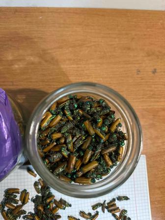 Алтын коныз майский жук алтын қоңыз золотой жук простатит