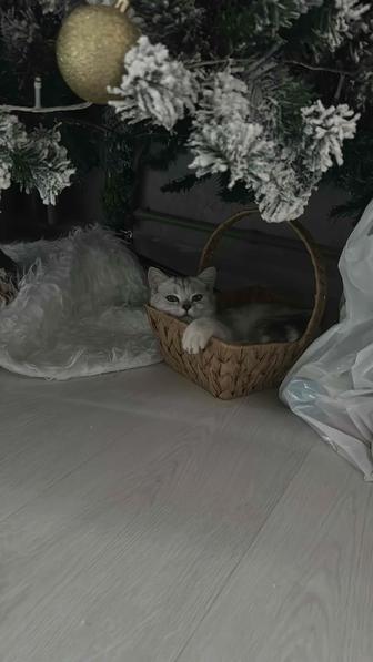 Продам кота