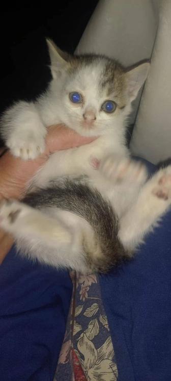 Котенок