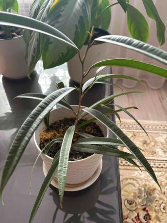 Фикусы, аглаонемы, долларовое дерево