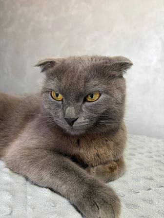 Продам шотландскую вислоухую