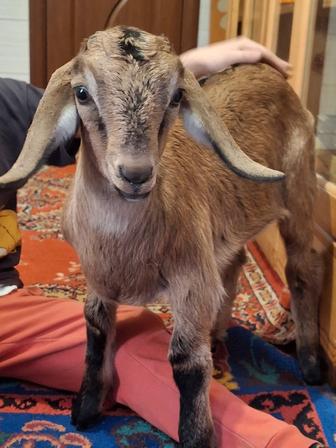 Продаю козлят