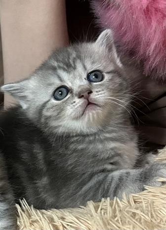 Котята шотландские