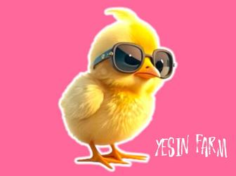 Инкубационные яйца бройлера арбор айкрес надежный выбор