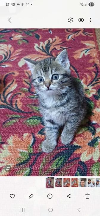 Отдам котенка