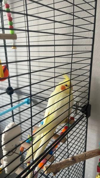 Попугаи корелла 2 шт и все необходимое