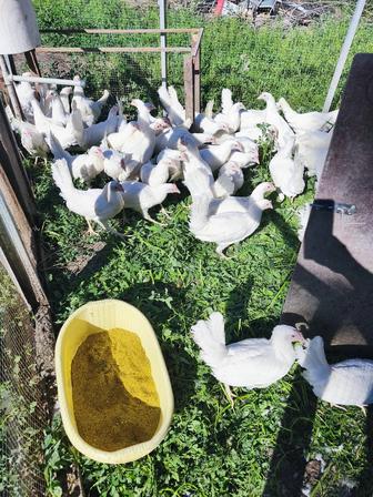 В продаже курочки несушки молодые