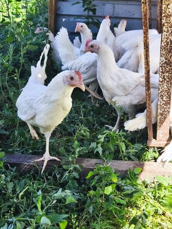 В продаже курочки несушки молодые
