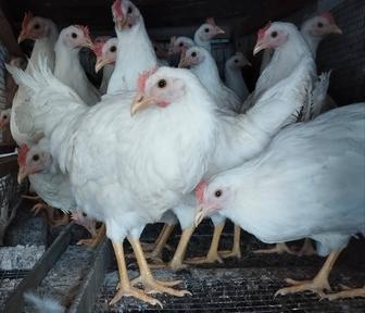 В продаже курочки несушки молодые