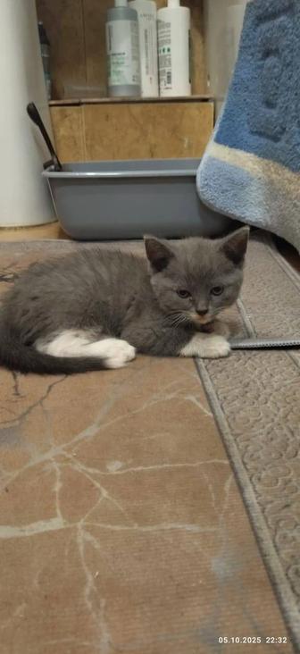 Отдам котят в добрые руки.