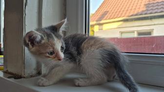 Отдам котят