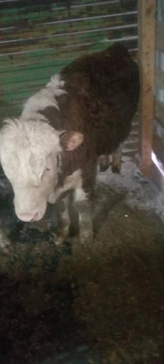 Продам КРС подсосы молодняк