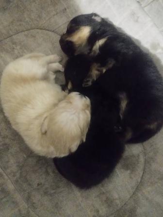 Бронь на щенков шпиц