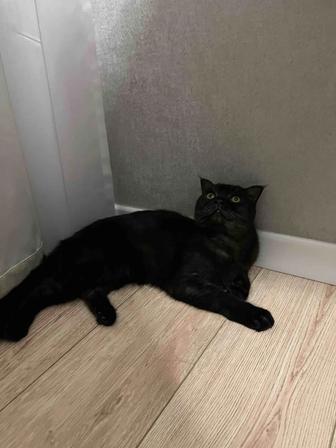 Отдам кошку