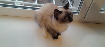 Отдам котенка