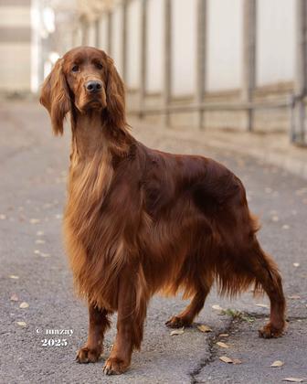 Кобель для вязки ирландский сеттер из элитного питомника России