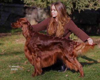 Кобель для вязки ирландский сеттер из элитного питомника России