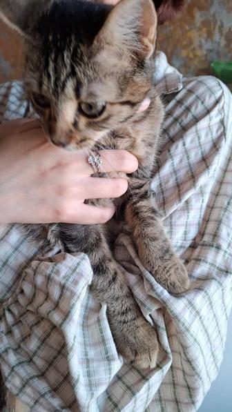 Кошки