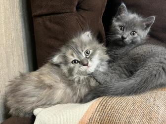 Отдам котят