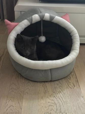 Ищу хозяина коту