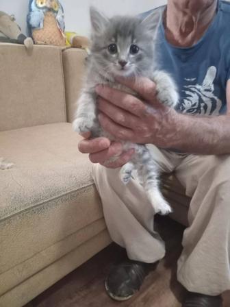 Отдам котят бесплатно,3 мальчики,родились 19апреля 2025год.