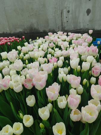 Тюльпаны оптом