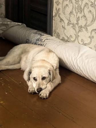 Отдам щенка бесплатно