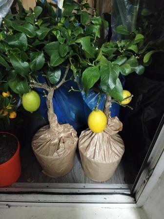 Продам лимон