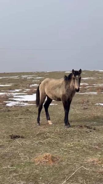 Продам молодого коня