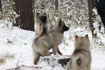 Вольф шпиц Единственный помет в Казахстане Эксклюзивные щенки Кеесхонда