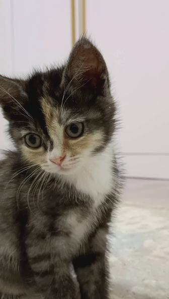 Котята бесплатно