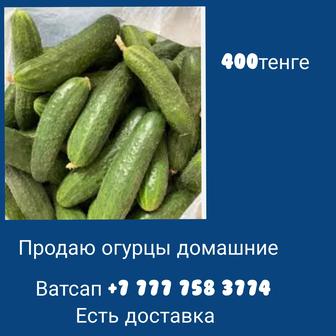 Огурцы домашние