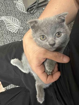 Продажа котят
