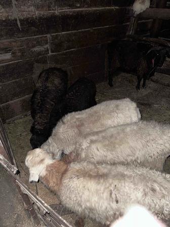 Продам баранов