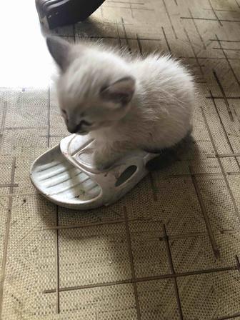 Отдам котят в хорошие руки