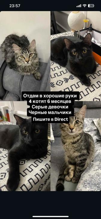 Отдам котят в хорошие руки