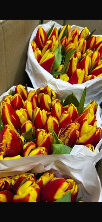 Тюльпаны высокие