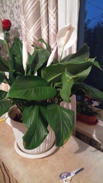 Продам цветок женского счастья.