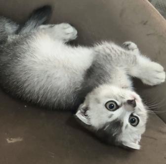 Котенок
