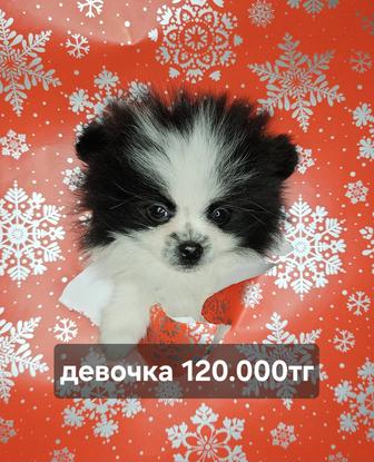 Помнранский шпиц