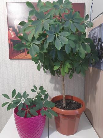 Продам комнатное растение