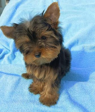 Щенок йоркширский терьер мальчик