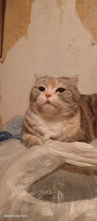 Шейла, scottish страйт, стерилизована