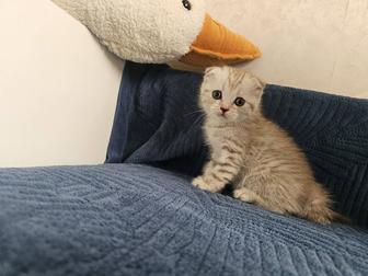 Кошки