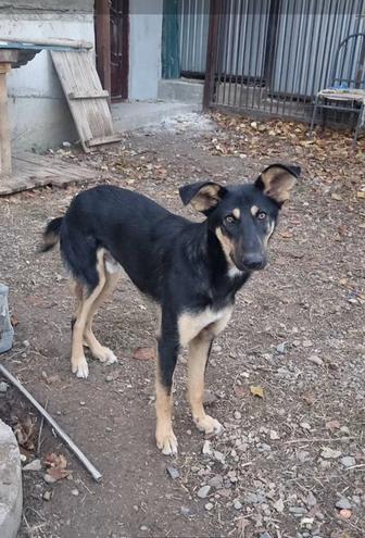 Лео ищет дом. Доставлю!