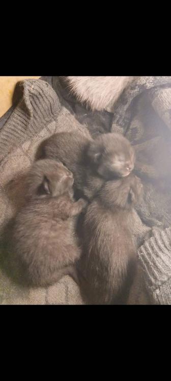 Кошке с котятами нужна помощь