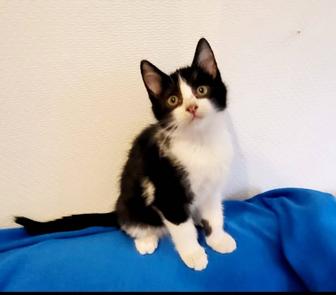 Котенок в добрые руки