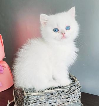 Голубоглазый британец